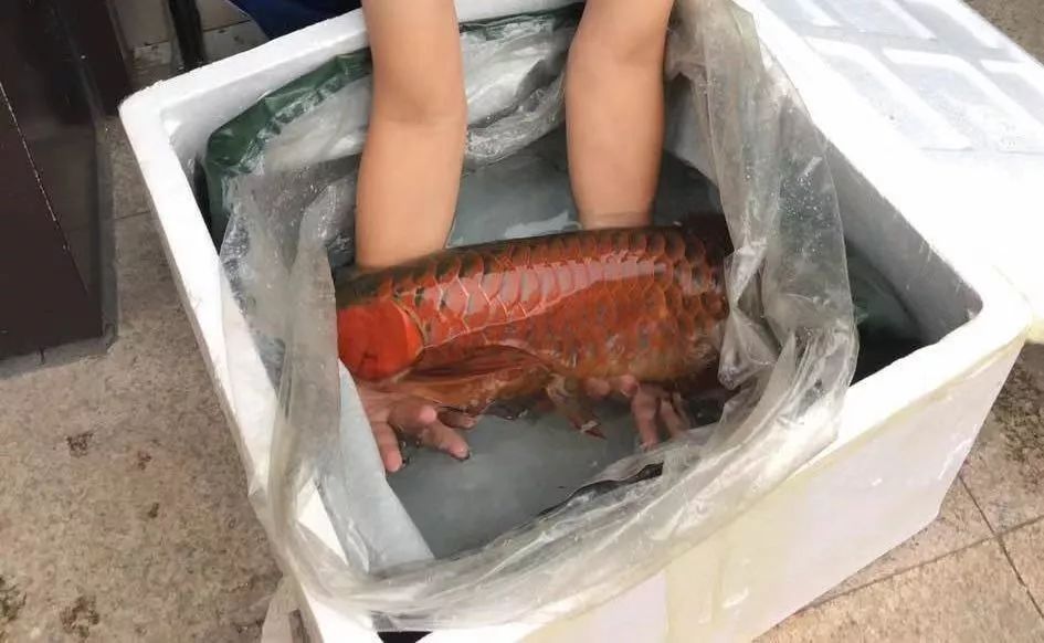 男子买金龙鱼500万,一位男子买了一条金龙鱼