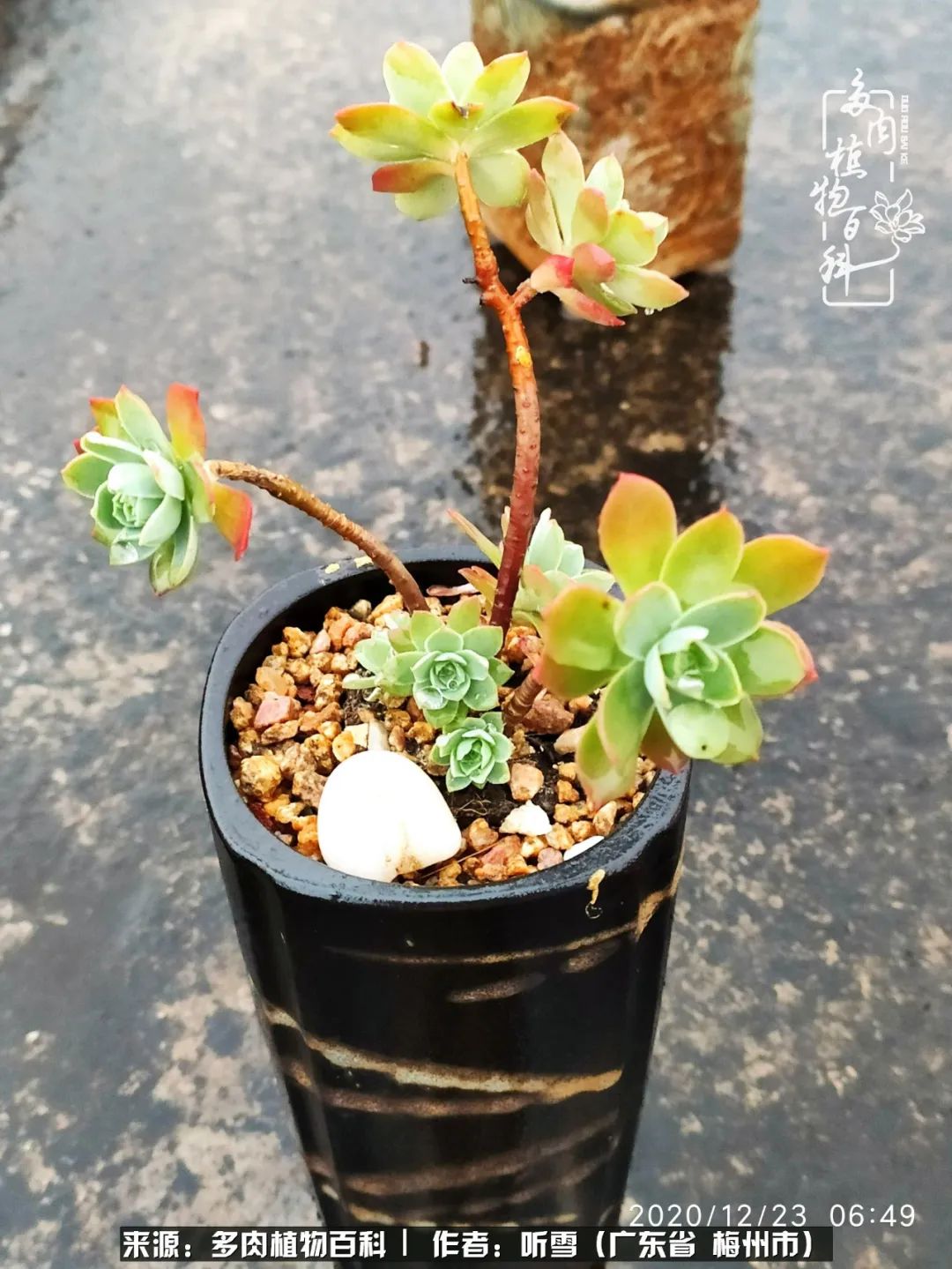 遇见多肉感恩生命中所有的相识,爱上多肉是个压力山大的事