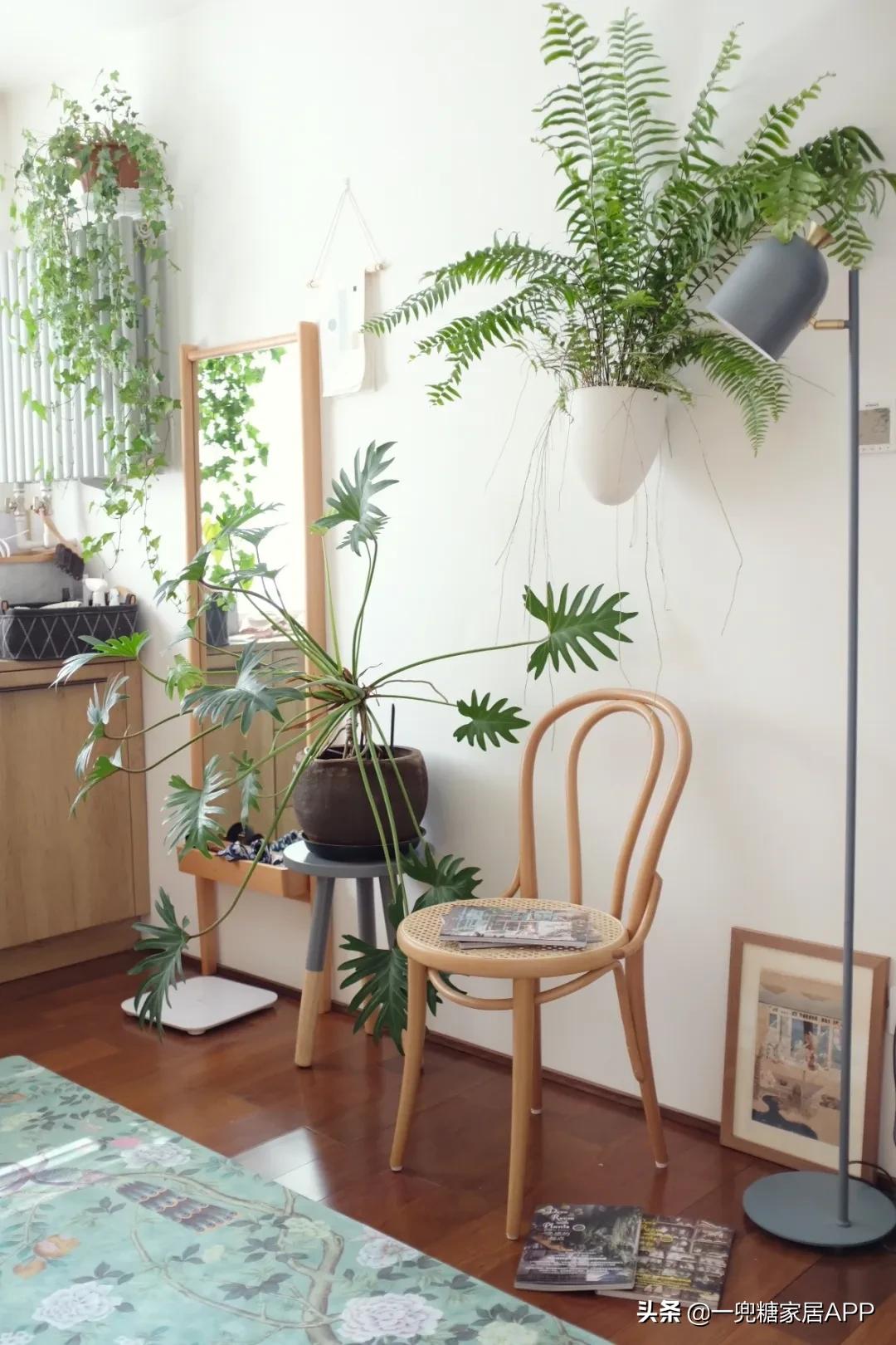 手残党绿植大全,给大家推荐几款超好养的绿植