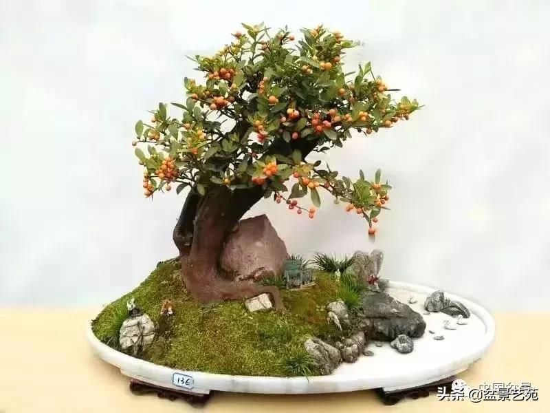 推荐36种好养的盆景植物,茶桌上养什么盆景植物