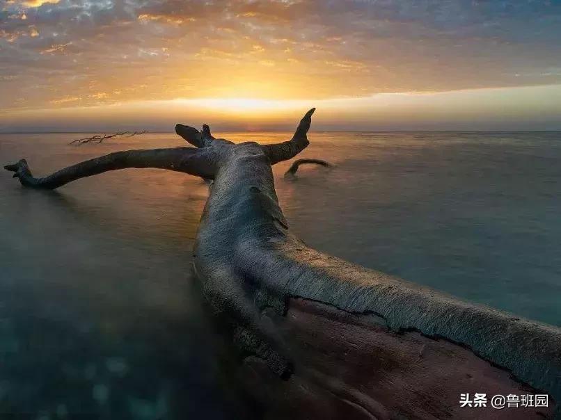 日本杉板制作全过程,烧杉板可以用哪些木材制作