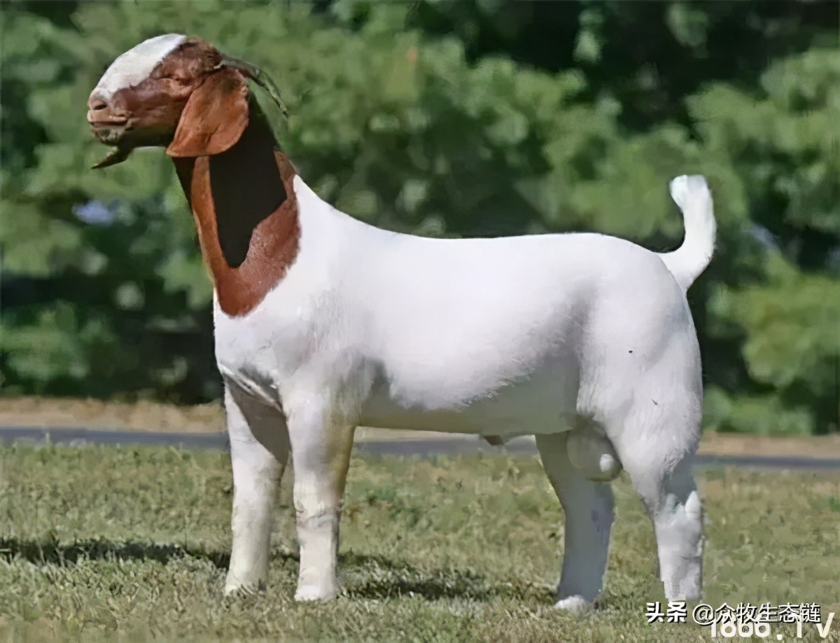 世界上最好的羊是哪个羊,世界最好的羊排名前十