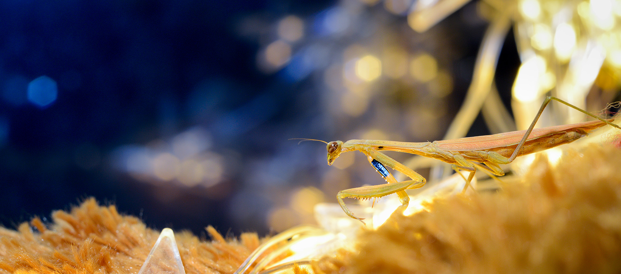 第14篇，尼康相机的标头-2021年元旦快乐