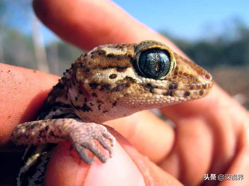 壁虎呆萌可爱,又可爱又温顺的壁虎