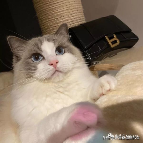 大家的包包和宠物,都太可爱了!