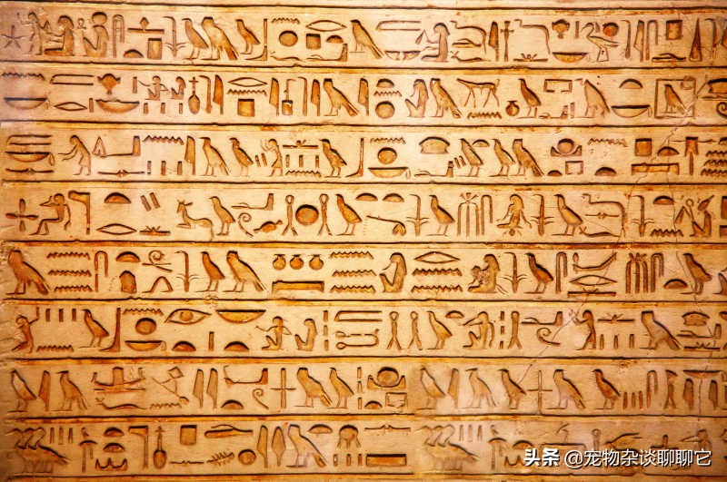 螳螂的捕食过程和残忍习性,强大的螳螂为什么要吃弱小的螳螂