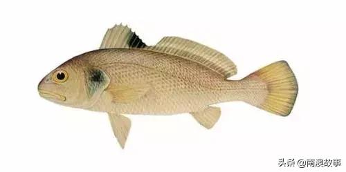 潮汕海鲜大全带图片,十大最好海鲜鱼