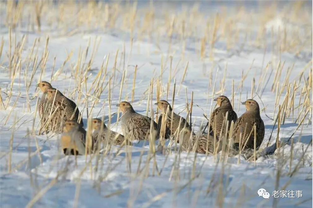 老家的印象和往事 (老家的印象介绍)