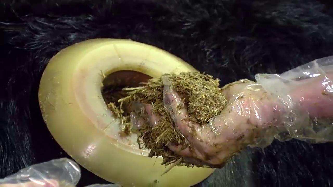 为什么人类会在牛身上安一个孔,牛身上开孔