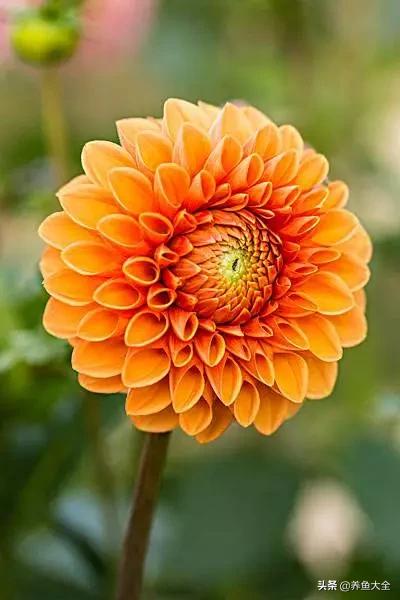 一至十二月的花期,12月到2月份的花期