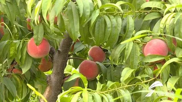 临沂乡村振兴案例48例,临沂乡村振兴示范村典型案例