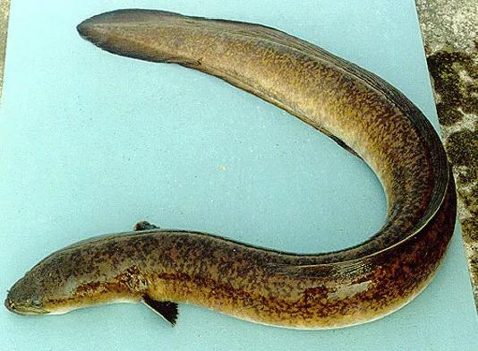 野钓常碰到的鱼有哪些品种,钓鱼必须要知道的四种常见鱼