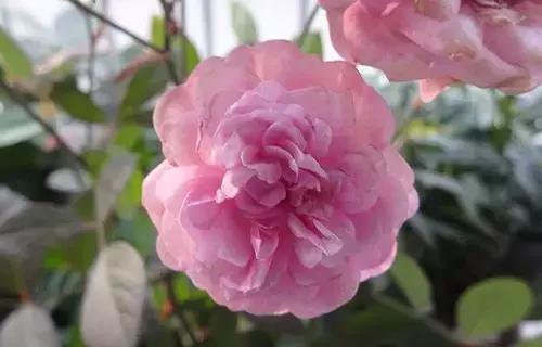 最漂亮10种微型月季,新手必入这8种月季漂亮好养