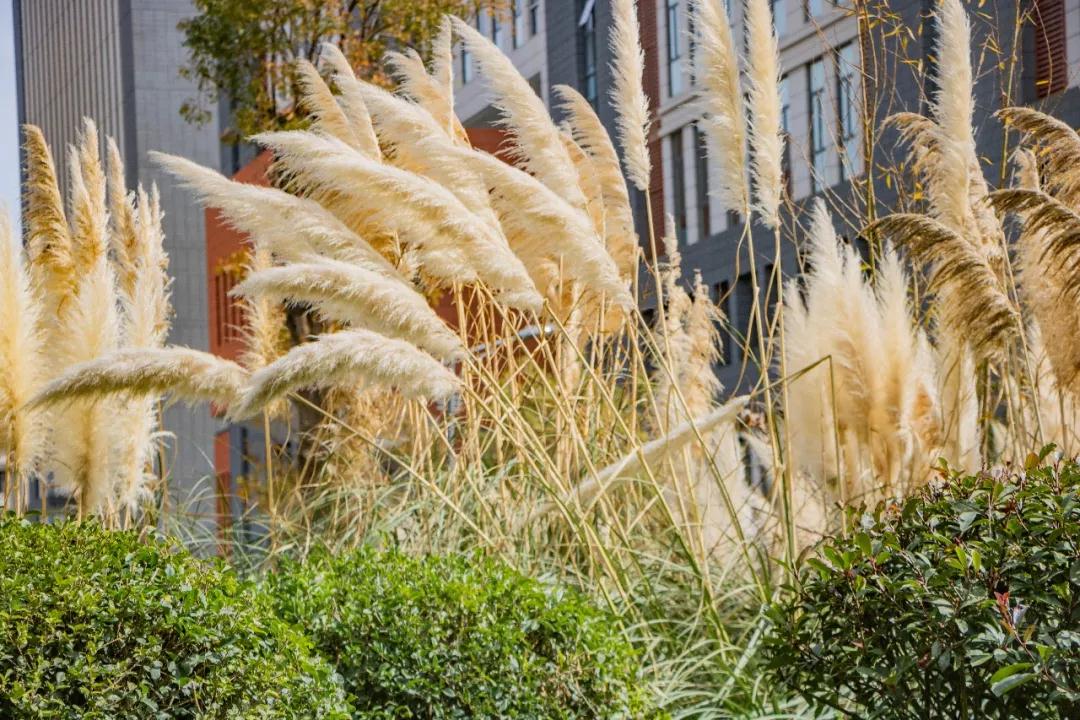 蓝花楹昆明网红打卡地在哪里,昆明周边湿地公园网红打卡地