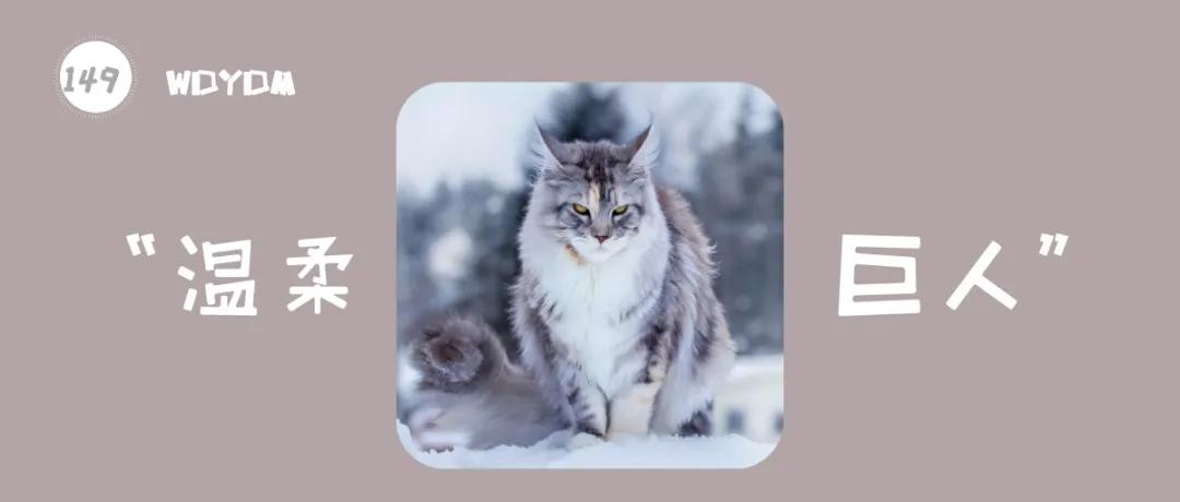 猫的种类大全缅因猫,古老的大型猫咪缅因猫