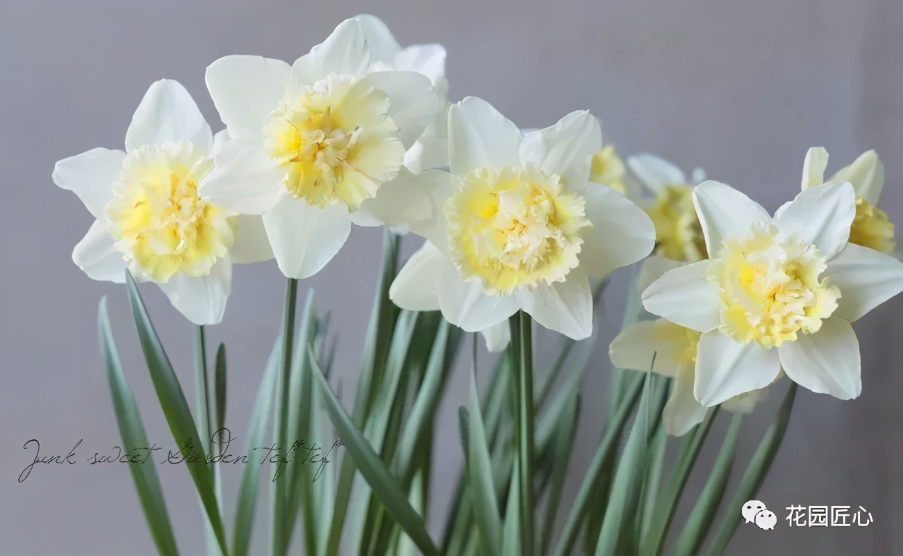 球根种植时间和方法,球根的养殖方法和注意事项