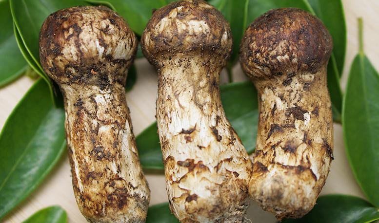 新鲜松茸最佳吃法,新鲜松茸清洗后吸水量大保存方法