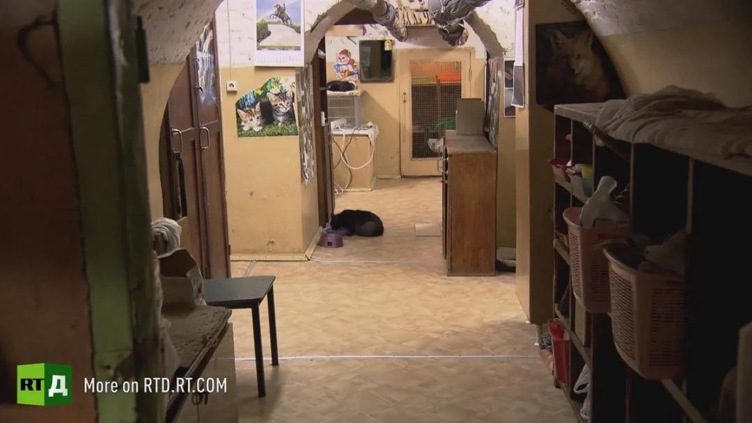 流浪猫突然暴富了,俄罗斯3只流浪猫