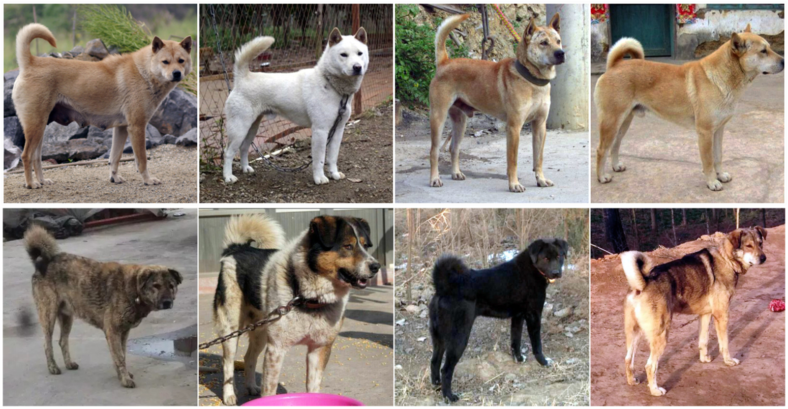 中华田园犬与古代田园犬,中华田园犬常识大全