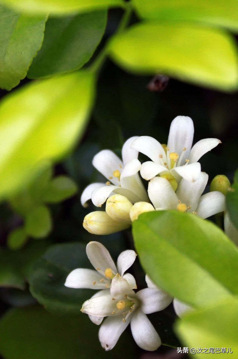 米兰花怎么养开花好看,米兰花怎样养护才开花多