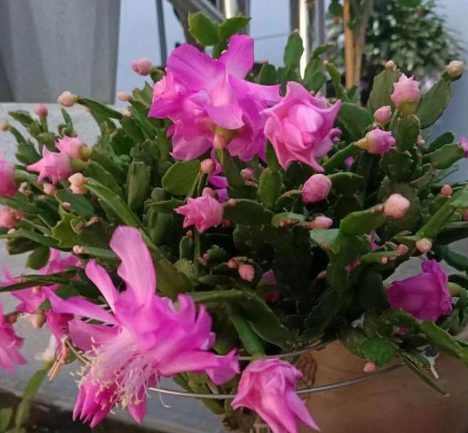 为什么盆栽土会结块,盆栽土容易撒出来怎么办