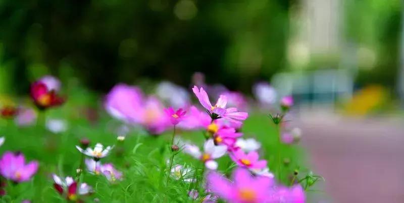 洛阳适合休息的公园,洛阳免费公园景点大全