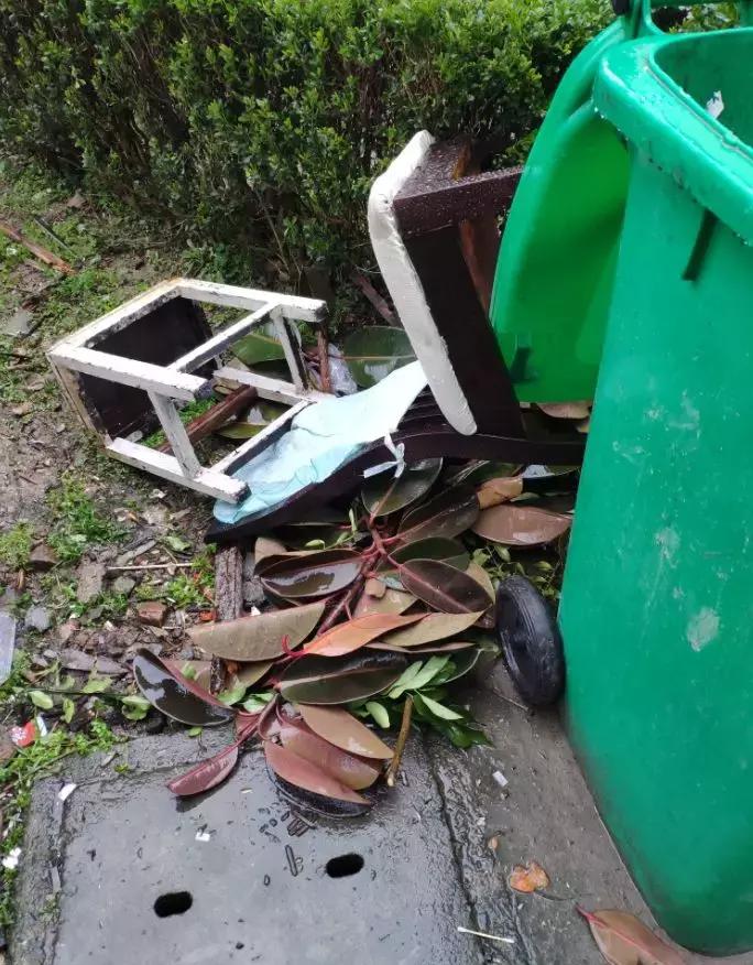 倒垃圾时捡一盆绿萝,被丢弃的一盆绿萝