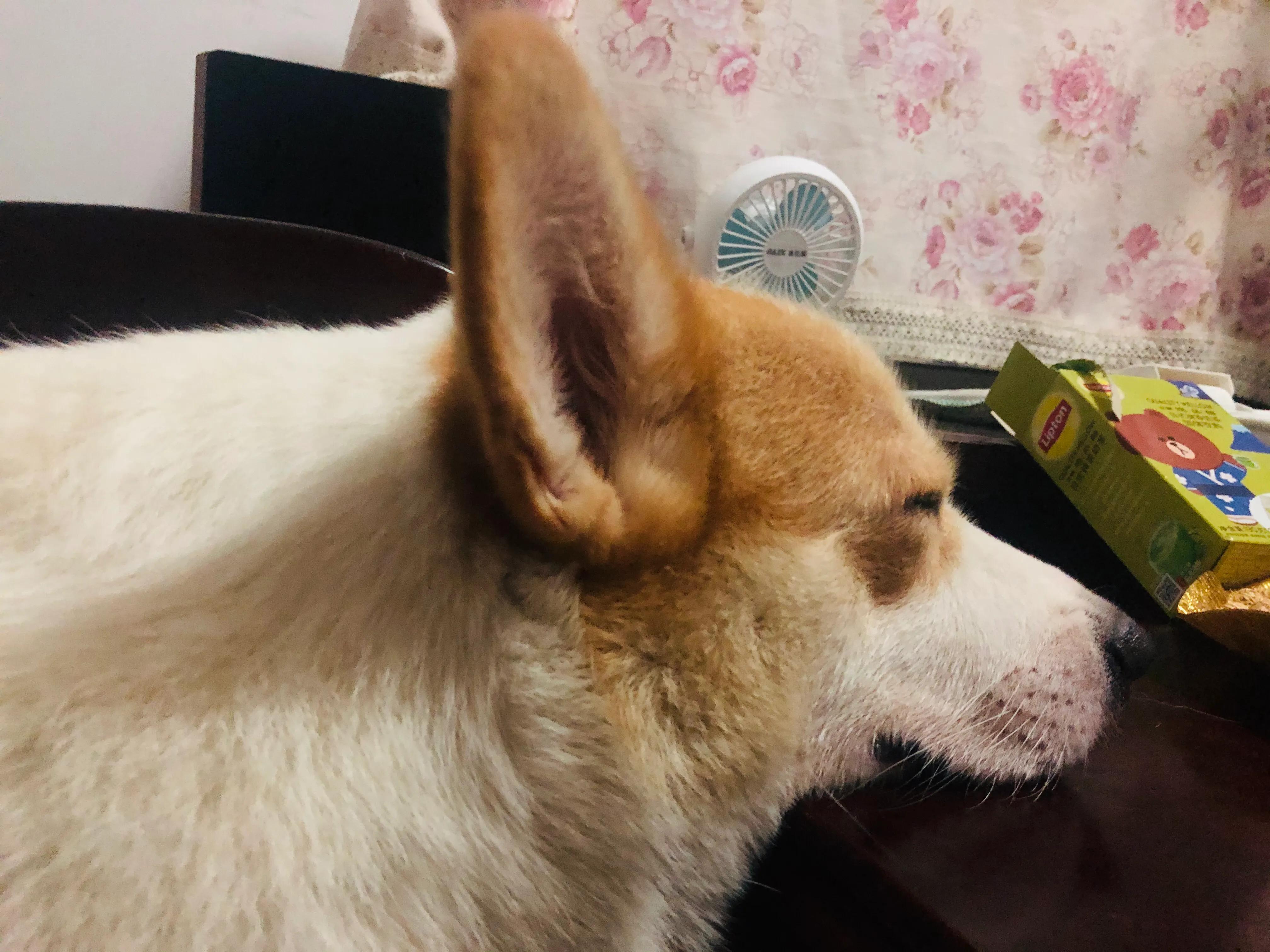 狗狗生病了你不要难过,狗狗生病了永远的离开了我