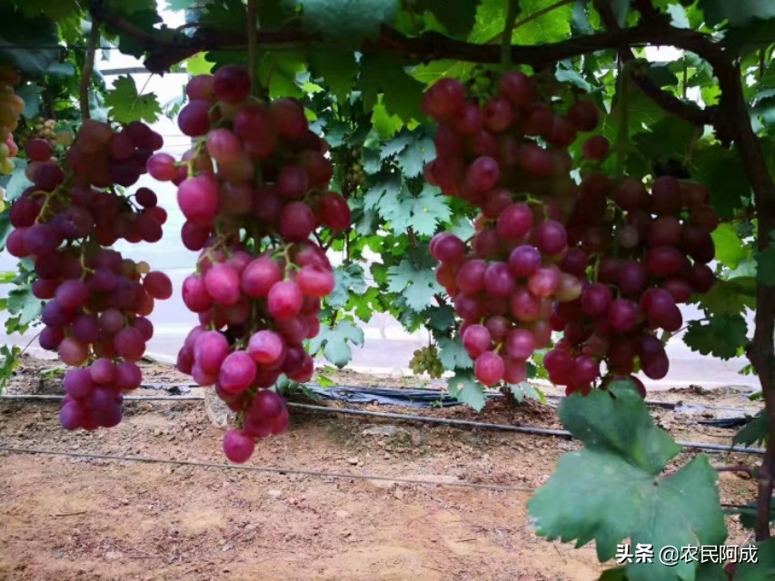 澳洲无核葡萄种植前景,葡萄种植前景与效益分析报告