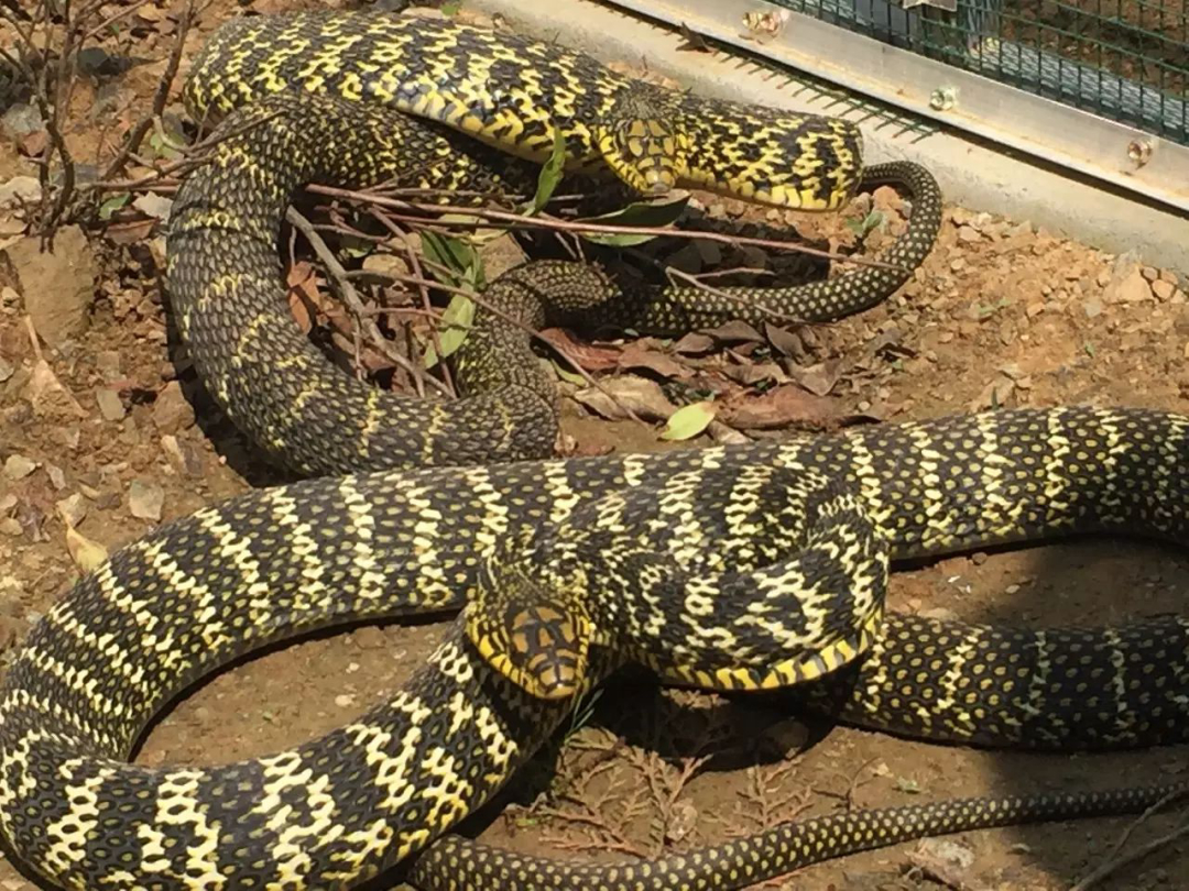 菜花蛇没毒为什么是蛇王,菜花蛇无毒为何被称为百蛇之王