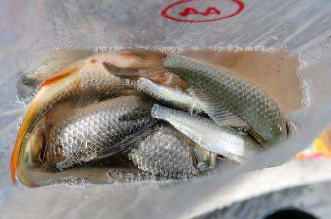 酒米打窝没有鱼怎么回事,酒米窝料抛不远怎么办