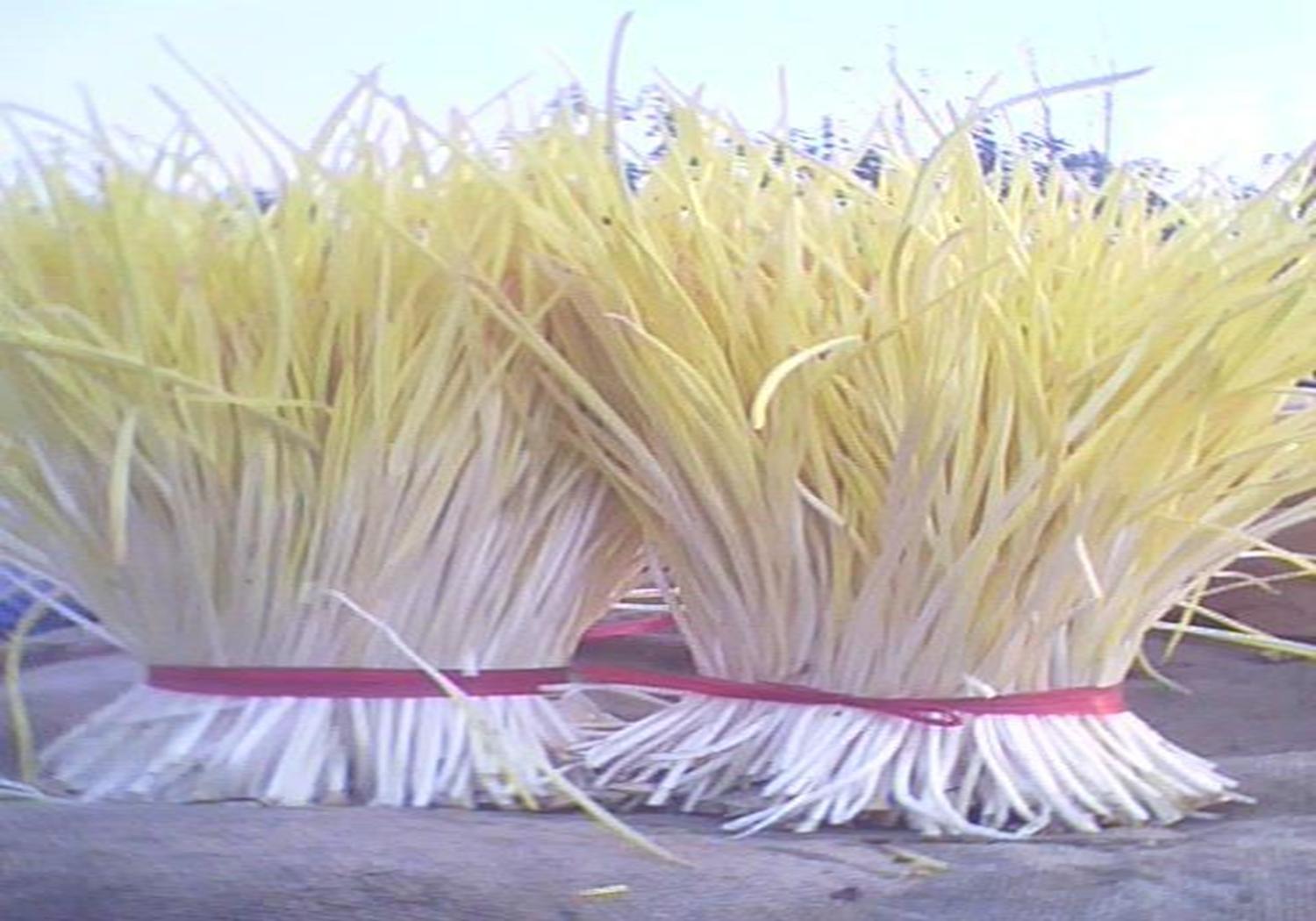 大蒜蒜苗的种植方法,新蒜蒜苗种植方法