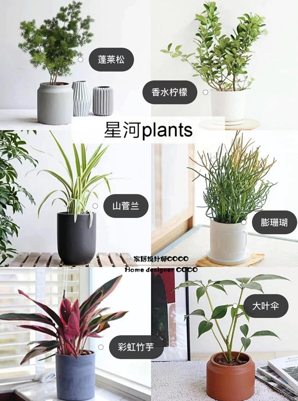 极简风格绿植店铺推荐 (室内店铺适合养的植物有香味)