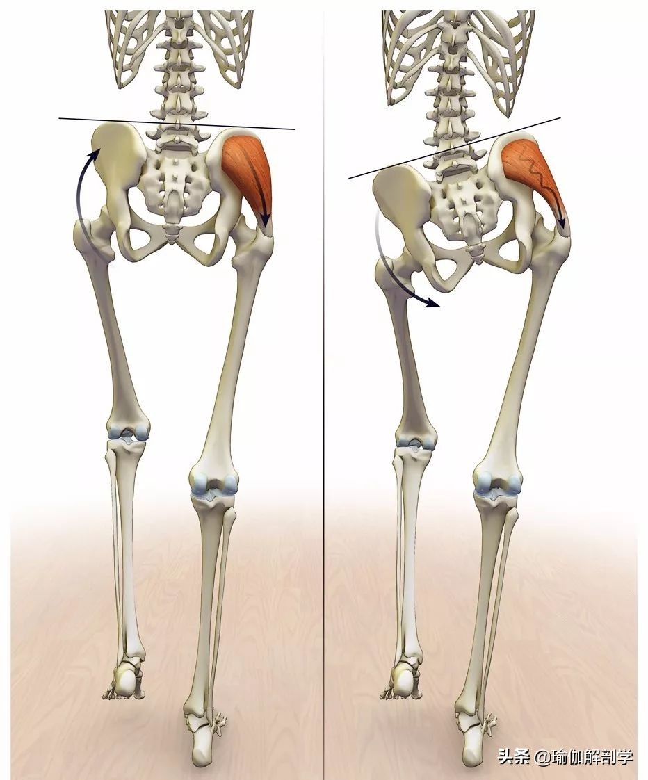 练瑜伽可以矫正骨盆前倾,练瑜伽时骨盆如何转动