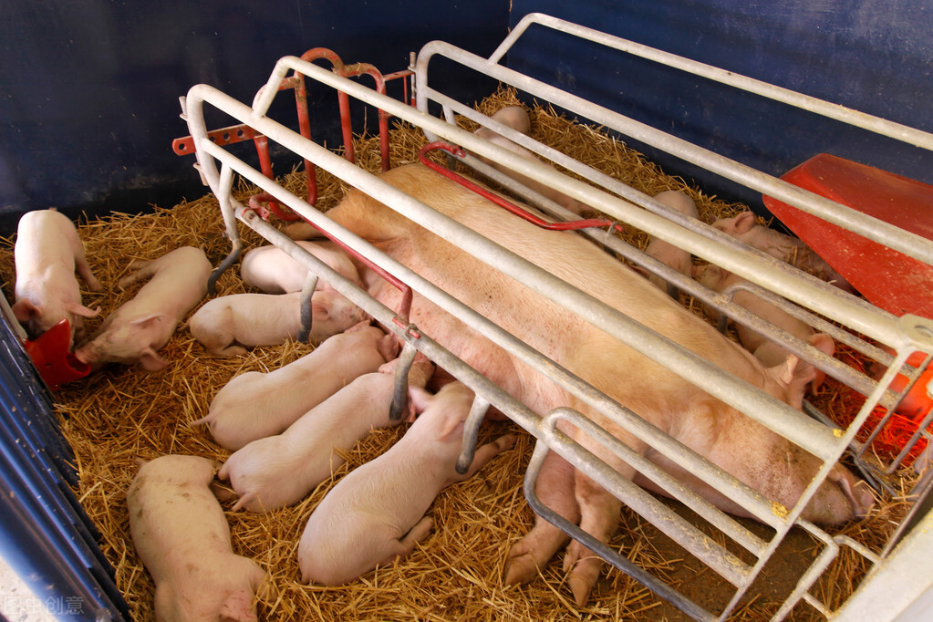 母猪产后采食量少怎么办,母猪产后不食没乳如何预防