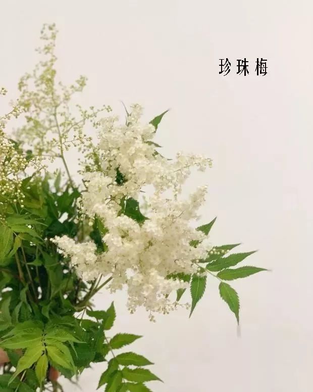 花店里同款的两种不同价格的花材,花店最容易被顾客误解的几种花材