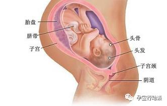 孕期周刊16周,孕期日志第39周视频