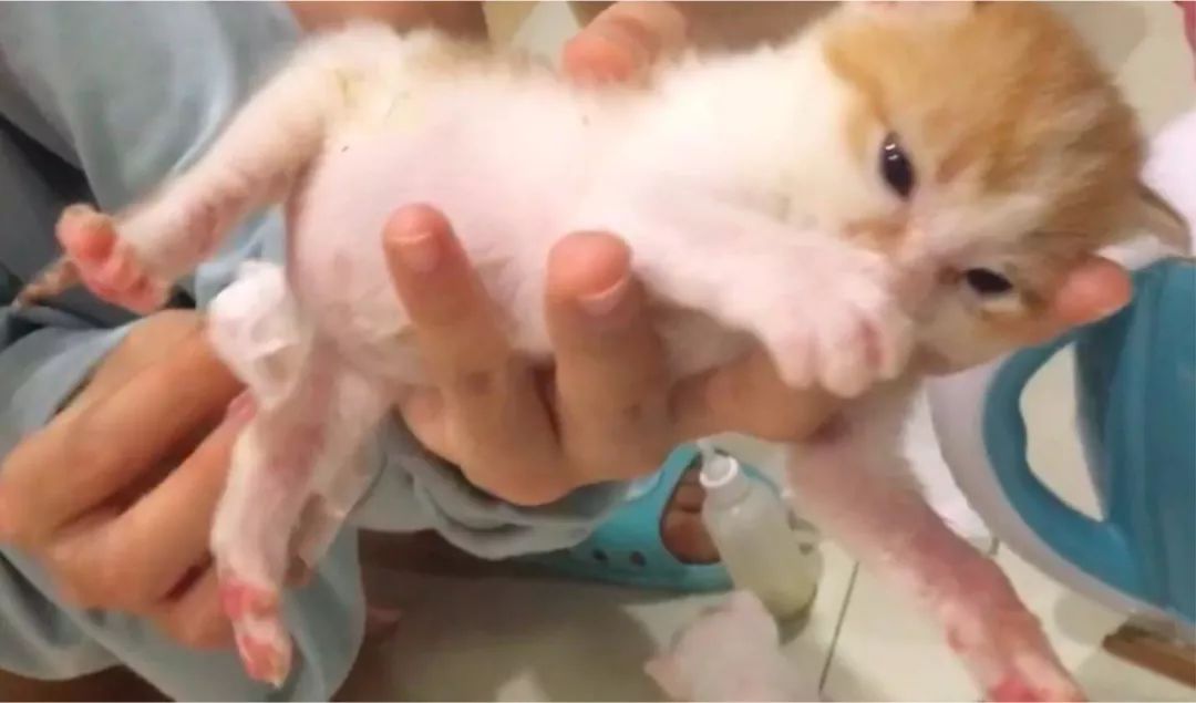 如何纠正猫咪的尿床行为,怎么彻底解决猫咪尿床