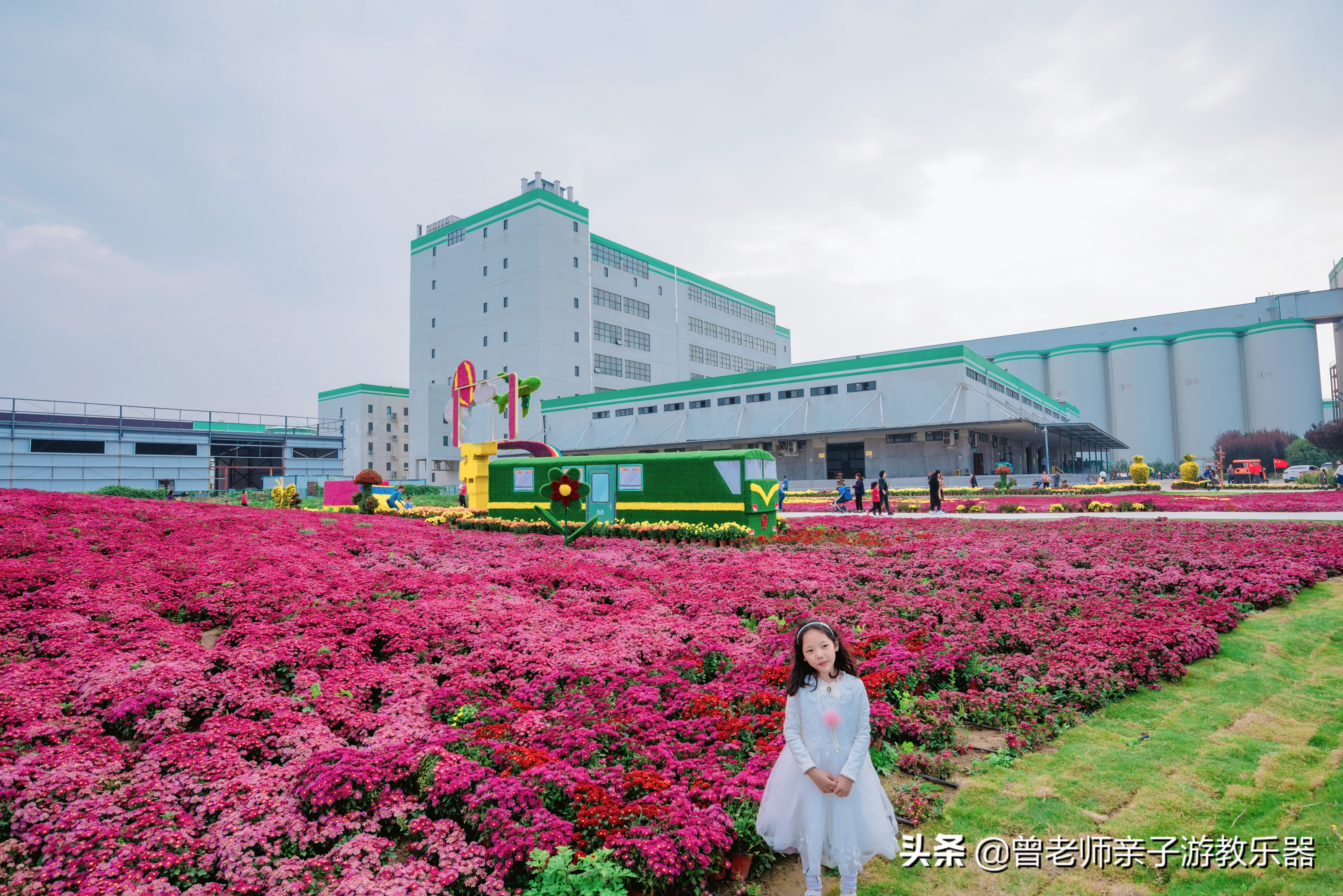 爱菊研学游,爱菊丝路文化菊花园西安