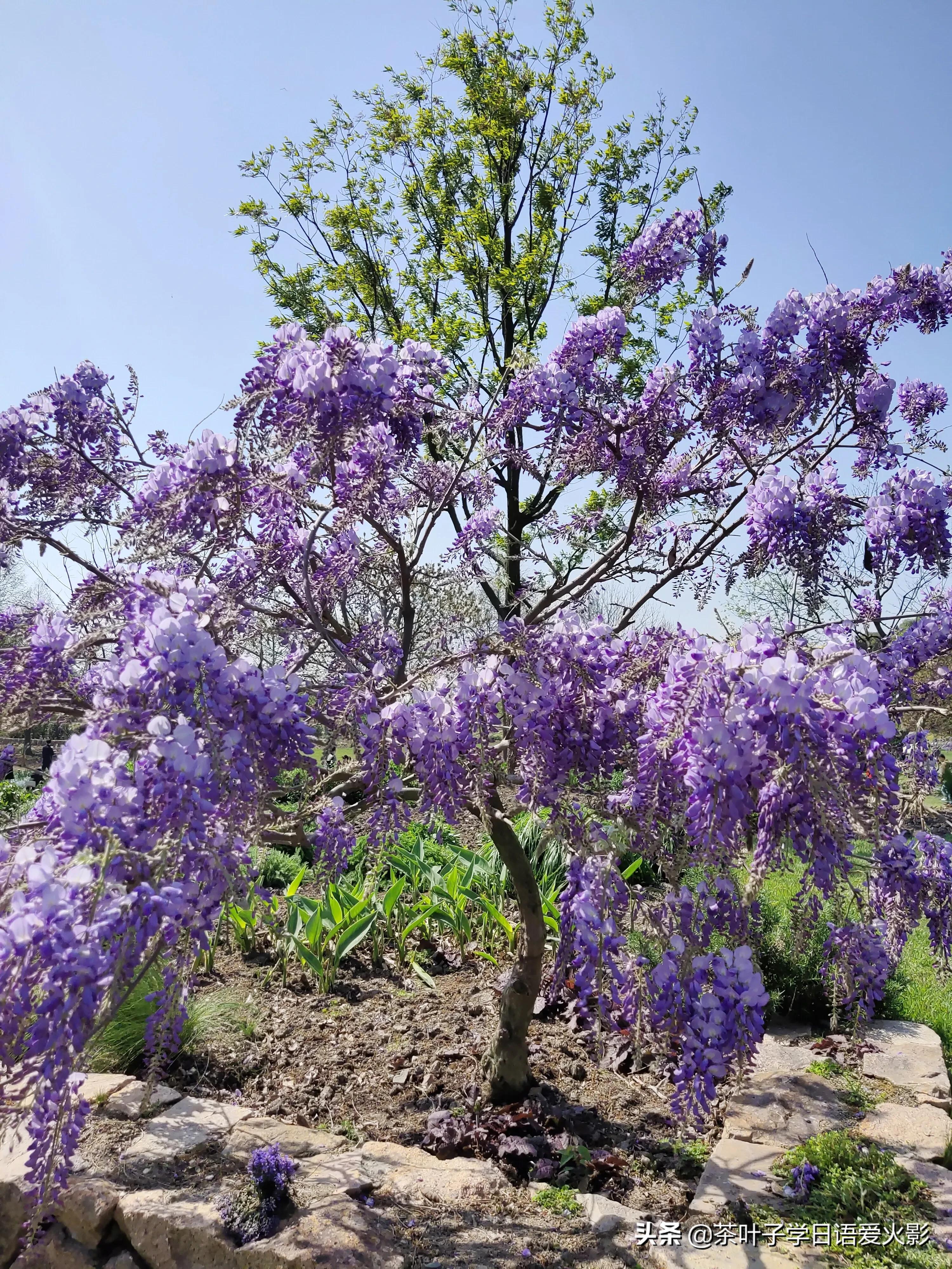 春天踏青适合去哪里玩,春天去上海辰山植物园攻略