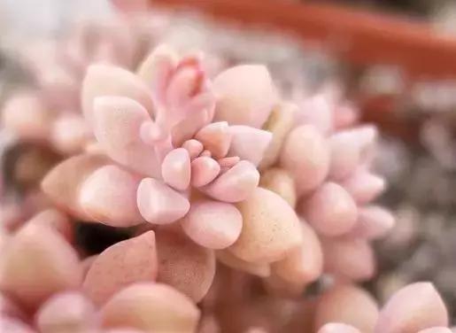 容易爆盆又好养的多肉你值得拥有,容易养好养活而且便宜的多肉