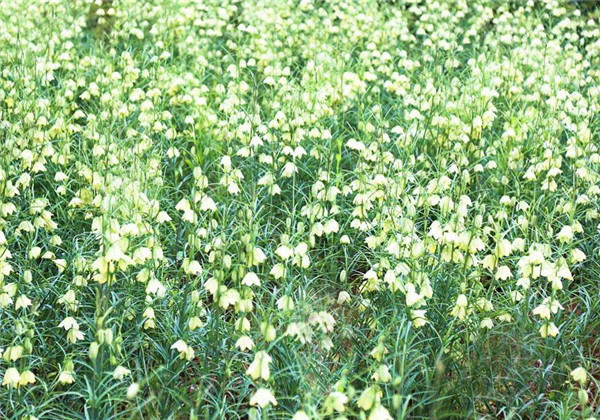 川贝母与土贝母的区别图片,川贝母和土贝母有什么区别