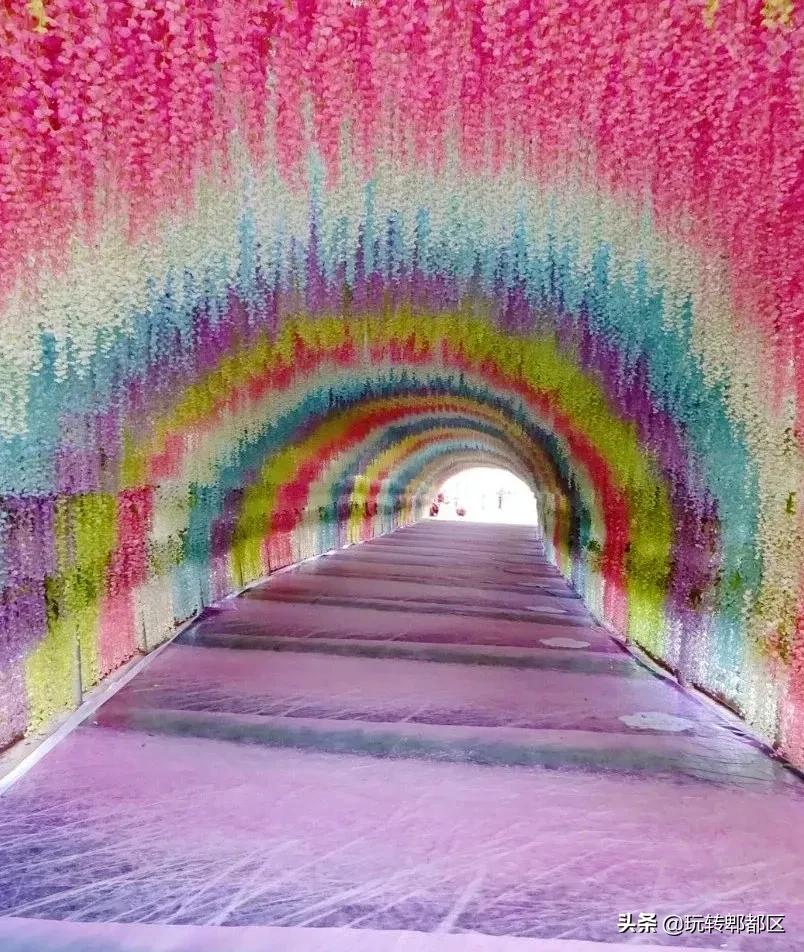 郫都区最美的花海,成都郫都花乡玫瑰开放了吗