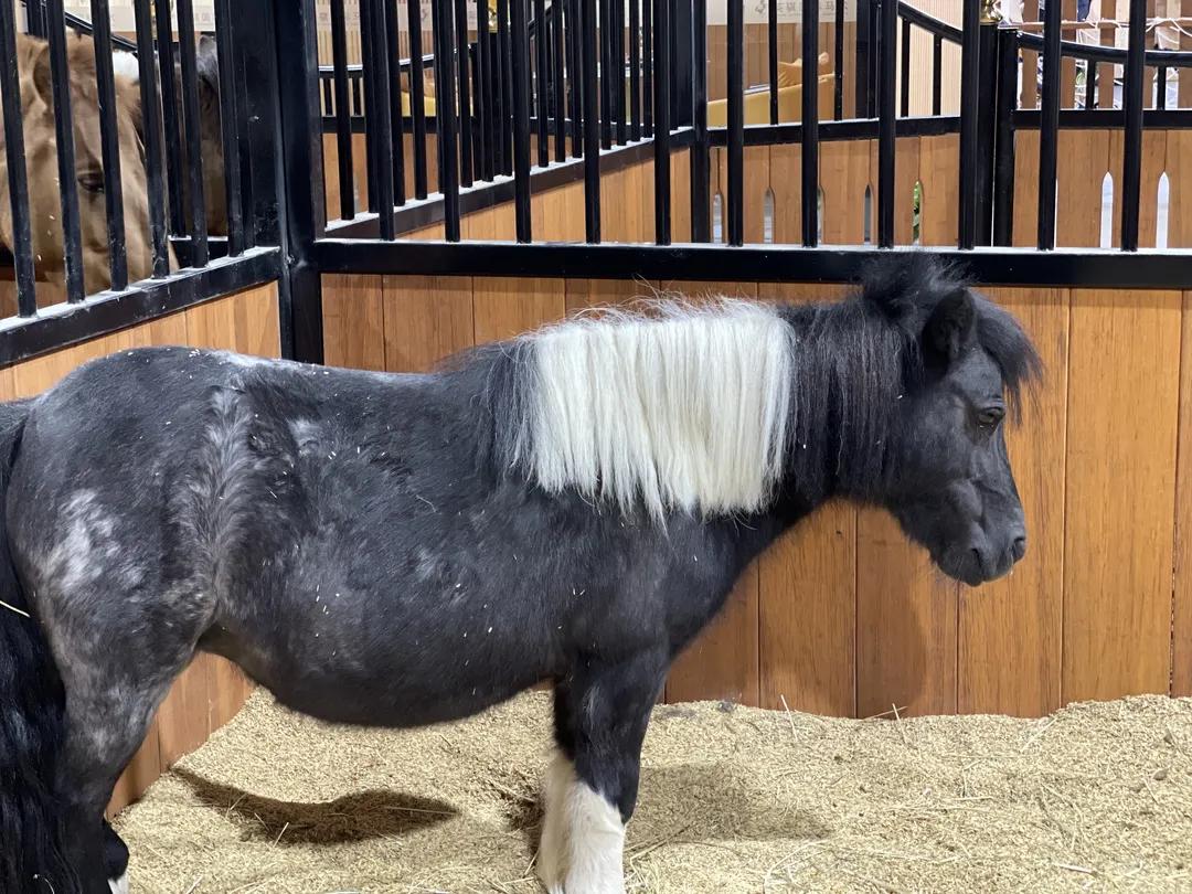 徐州英骐国际马术,徐州英琪国际马术中心