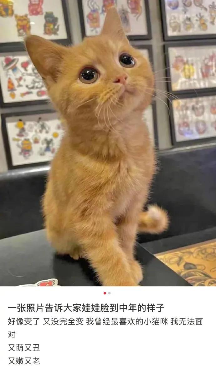 娃娃脸的人老了以后的样子,娃娃脸年纪越大越好看