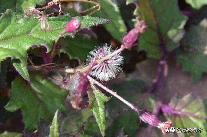 紫背天鹅绒盆栽怎么繁殖,绒叶竹芋怎么养