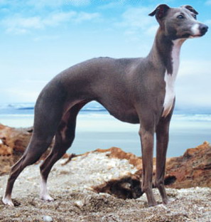 名犬排行榜前十名图片,名犬排行榜