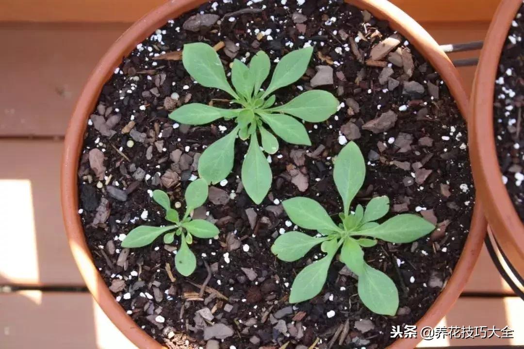 养花的土里有白色的小虫子,幸福树土里面有白色的小虫子