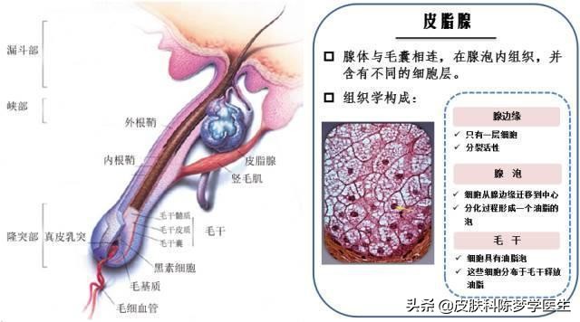 青春痘治疗最佳中成药,青春痘最好的治疗方案