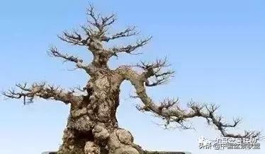 老枝条能做飘枝吗,飘枝技巧